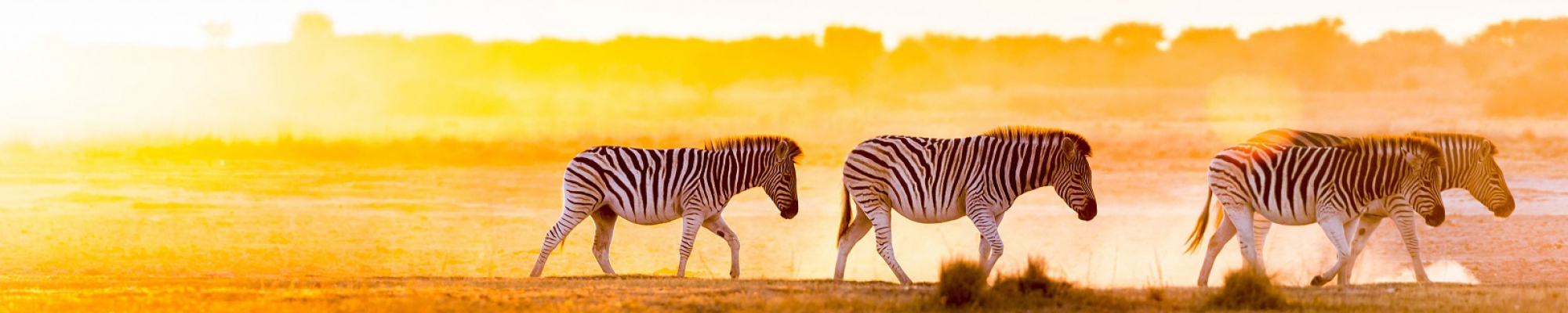 Safari Tanzanie 
