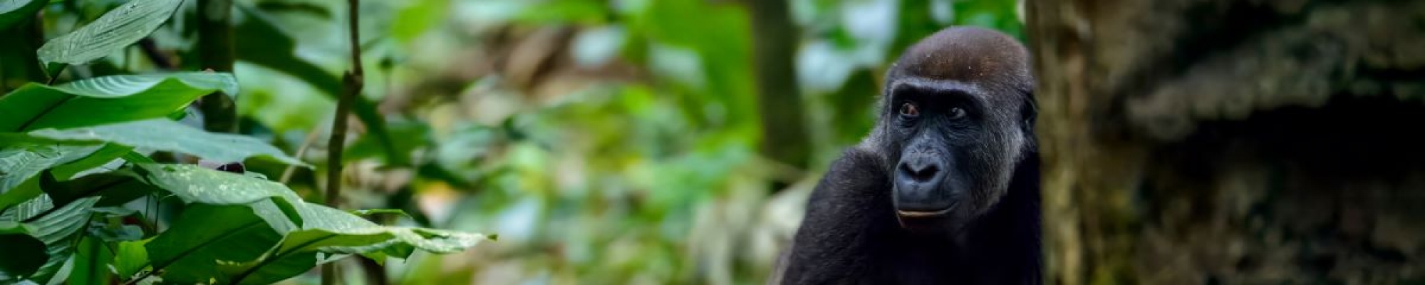 Gorilles des plaines du Congo Brazzaville