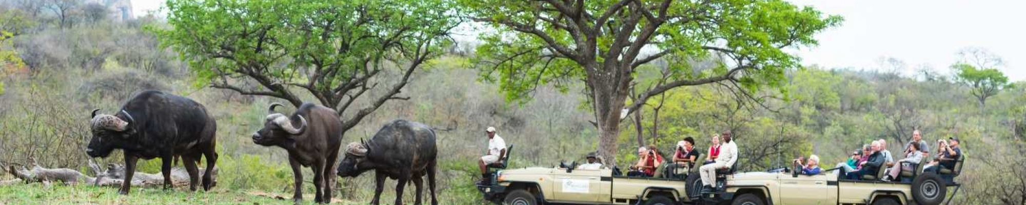 safari Afrique du sud