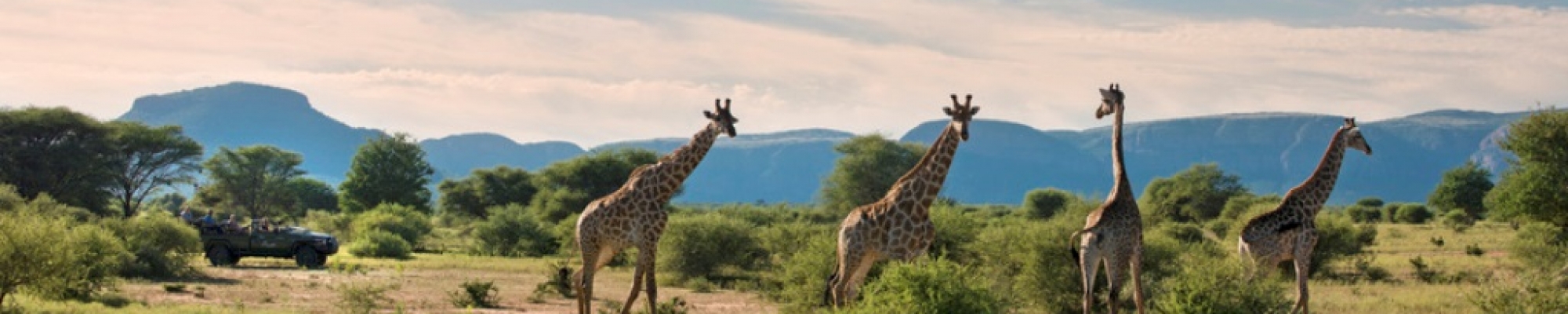 safari Afrique du sud