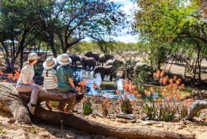 Safari famille en Afrique