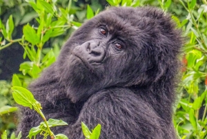 Trek aux Gorilles en Ouganda